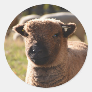 Stunning Babydoll Southdown Ewe Lamb Runt Klistermärke