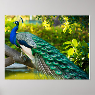 Stunning BeSnyval Peacock Bilder Poster