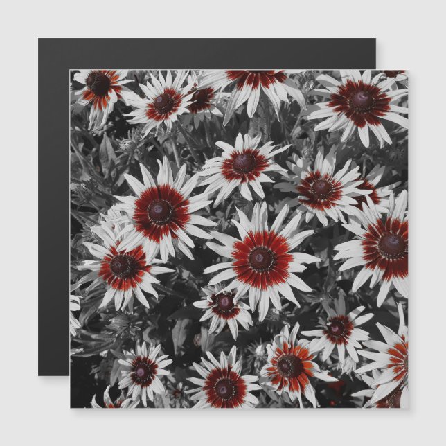 Stunning Black Eyed Susans Magnetic Card (Fram/baksida)