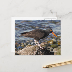Stunning Black Oystercatcher Bird vid Beach Vykort