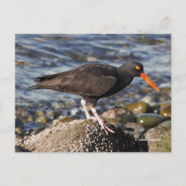 Stunning Black Oystercatcher Bird vid Beach Vykort