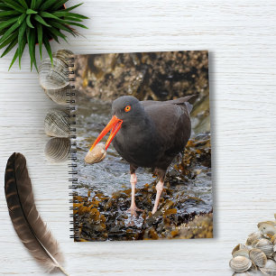 Stunning Black Oystercatcher med Clam Anteckningsbok