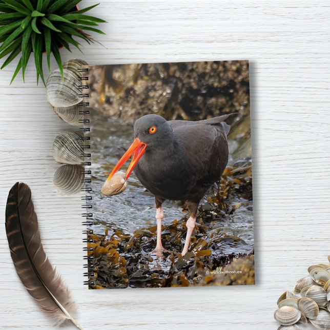Stunning Black Oystercatcher med Clam Anteckningsbok (Black Oystercatcher with Clam on the Beach Journal Cover Photo)