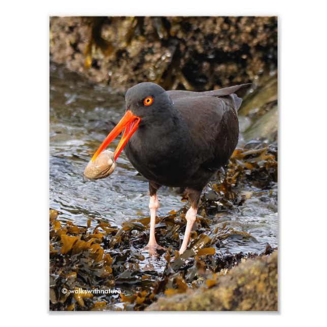 Stunning Black Oystercatcher med Clam Fototryck (Framsidan)