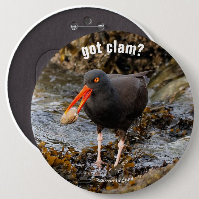 Stunning Black Oystercatcher med Clam Knapp (Framsida & baksida)