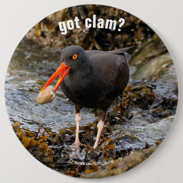 Stunning Black Oystercatcher med Clam Knapp