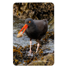 Stunning Black Oystercatcher med Clam Magnet