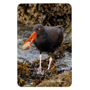 Stunning Black Oystercatcher med Clam Magnet