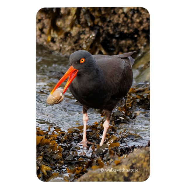 Stunning Black Oystercatcher med Clam Magnet (Vertikal)