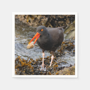 Stunning Black Oystercatcher med Clam Pappersservett