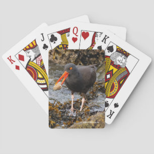 Stunning Black Oystercatcher Shorebird med Clam Casinokort