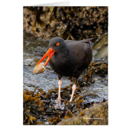 Stunning Black Oystercatcher Shorebird med Clam Hälsningskort