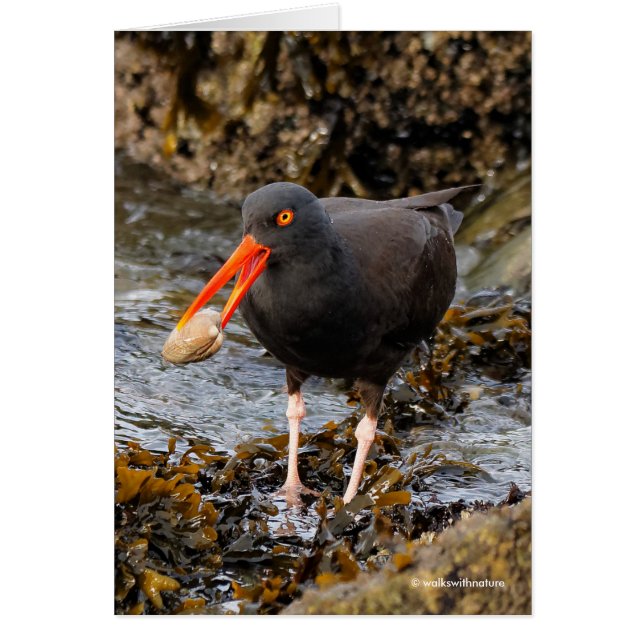 Stunning Black Oystercatcher Shorebird med Clam Hälsningskort (Framsidan)