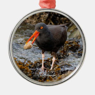 Stunning Black Oystercatcher Shorebird med Clam Julgransprydnad Metall