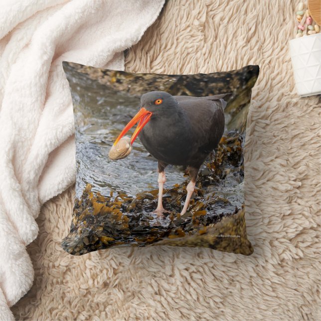 Stunning Black Oystercatcher Shorebird med Clam Kudde (Filt)