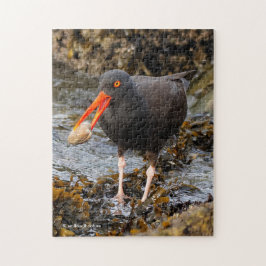 Stunning Black Oystercatcher Shorebird med Clam Pussel