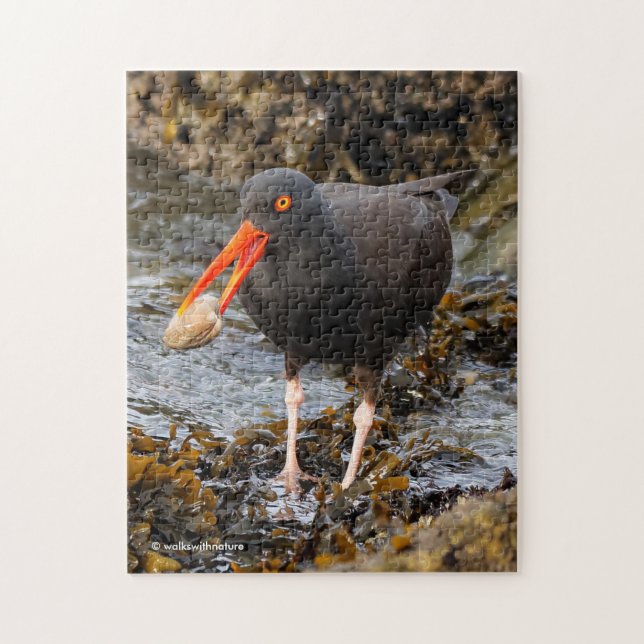 Stunning Black Oystercatcher Shorebird med Clam Pussel (Vertikal)