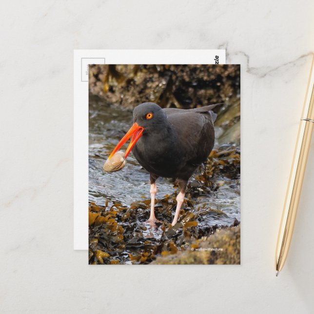 Stunning Black Oystercatcher Shorebird med Clam Vykort (Fram/Back In Situ)