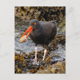 Stunning Black Oystercatcher Shorebird med Clam Vykort