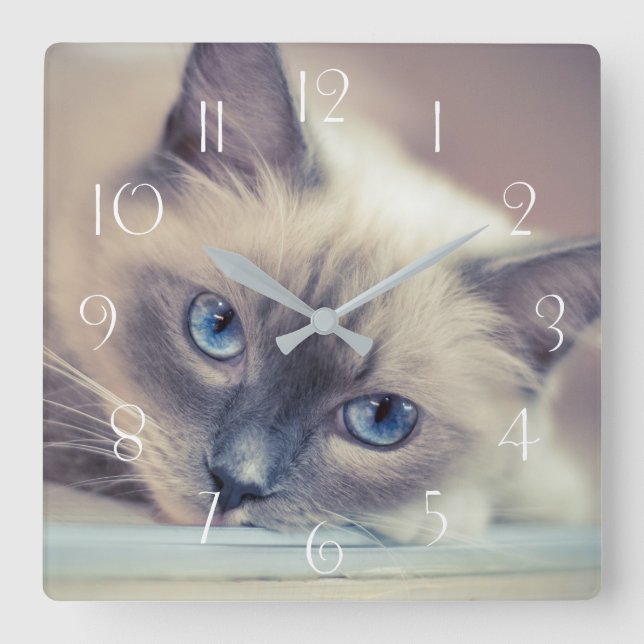 Stunning Blue Eyed Ragdoll ‎ Cat Fyrkantig Klocka (Framsida)