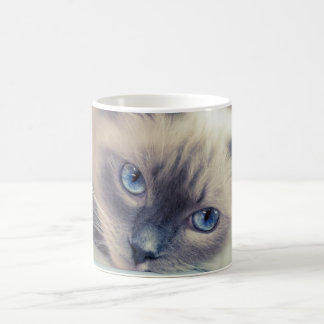 Stunning Blue Eyed Ragdoll Cat Kaffemugg