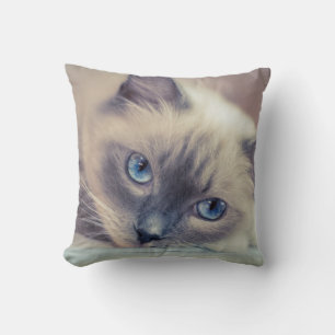 Stunning Blue Eyed Ragdoll ‎ Cat Kudde