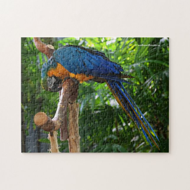 Stunning Blue och Guld Macaw Parrot Bird Pussel (Horisontell)