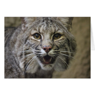 Stunning Bobcat-kort OBS Kort
