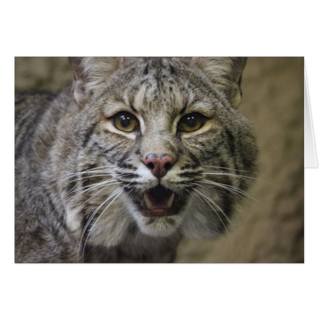 Stunning Bobcat-kort OBS Kort (Framsidan Horizontal)