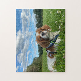 Stunning Cavalier Kung Charles Spain Puzzle Pussel