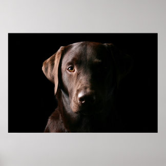 Stunning Chocolate Labrador Poster