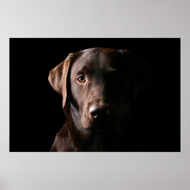 Stunning Chocolate Labrador Poster (Framsidan)