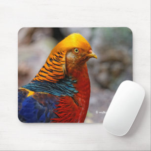 Stunning Colorful Red Golden Pheasant Gamebird Musmatta