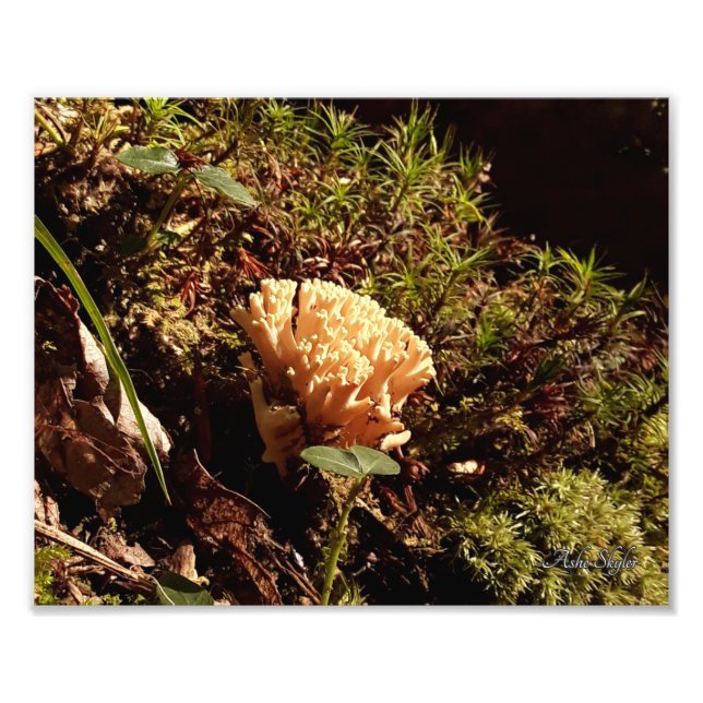 Stunning Coral Mushroom Fototryck (Framsidan)