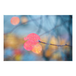 Stunning Cotonou Lövs Fototryck