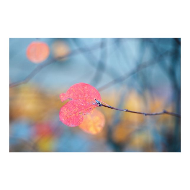 Stunning Cotonou Lövs Fototryck (Framsidan)