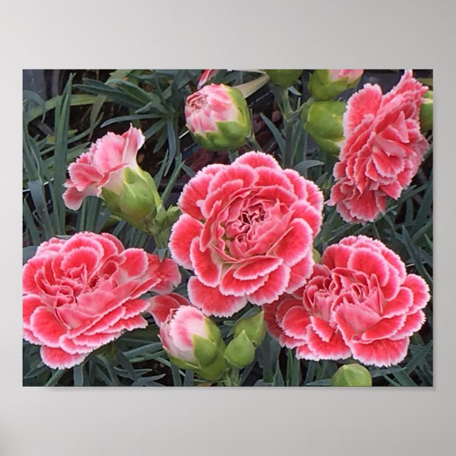 Stunning Dianthus Poster (Framsidan)