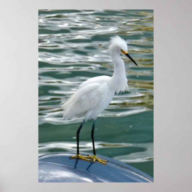 Stunning Egret Bird Poster (Framsidan)