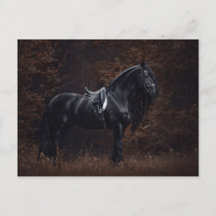 Stunning Elegant Sport Dressage Friesian Stallion Vykort