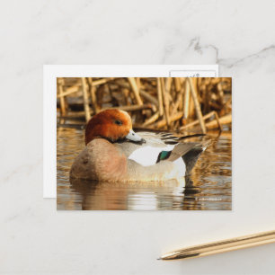 Stunning Eurasian Wigeon Anka vid Pond Vykort