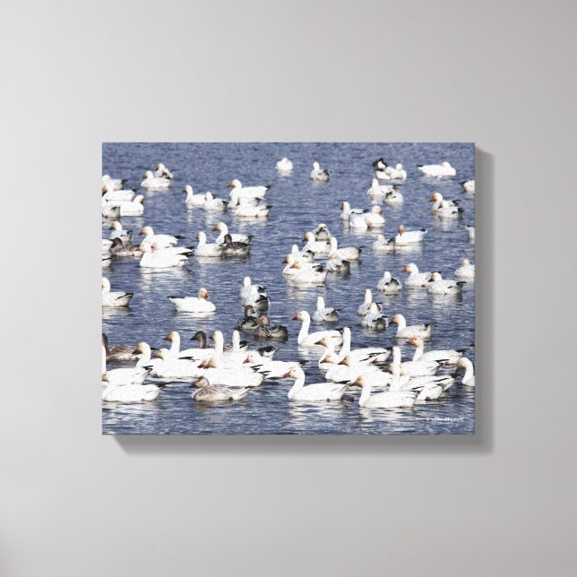 Stunning Flock of Snö Geese at the Beach Canvastryck (Framsida)