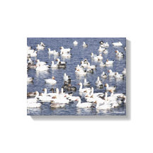 Stunning Flock of Snö Geese at the Beach