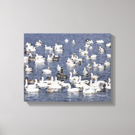 Stunning Flock of Snö Geese at the Beach Canvastryck