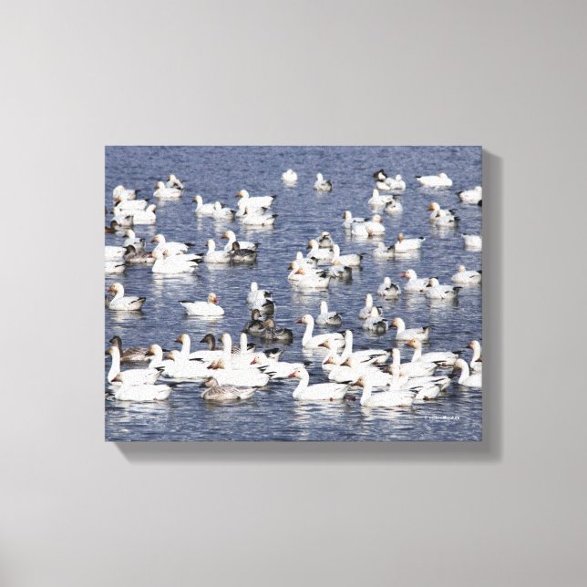 Stunning Flock of Snö Geese at the Beach Canvastryck (Framsida)