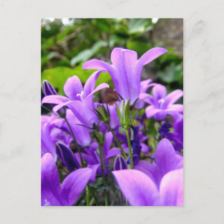 Stunning Fresh Lilac Vild Flowers Vykort