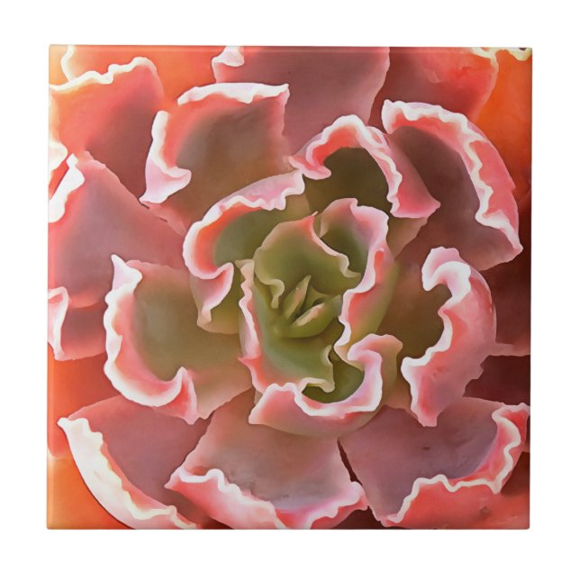 Stunning Garden Succule Rosa Tones Realistic Art Kakelplatta (Framsidan)