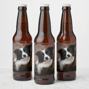 Stunning Gräns Collie Porträtt Ölflaska Etikett