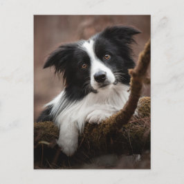 Stunning Gräns Collie Porträtt Vykort