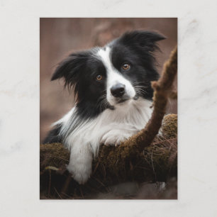 Stunning Gräns Collie Porträtt Vykort