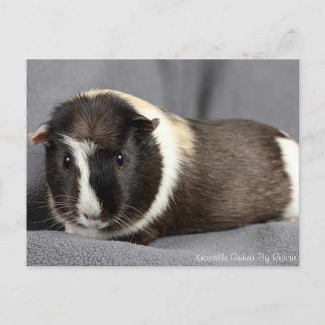 Stunning Guineas vykort Gris (Framsida)